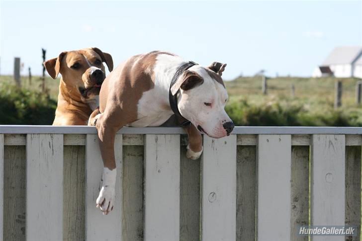 Amerikansk staffordshire terrier ICEMAN R.I.P.  - Flugten over plankeværket  billede 11