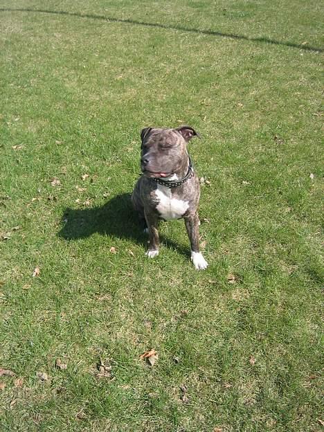 Amerikansk staffordshire terrier Dex Dexter billede 12