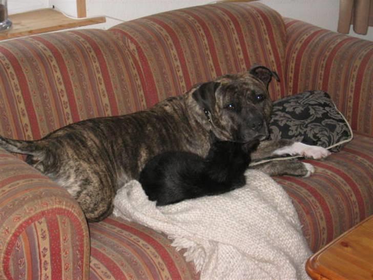 Amerikansk staffordshire terrier Dex Dexter billede 13