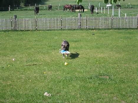 Amerikansk staffordshire terrier Dex Dexter billede 14