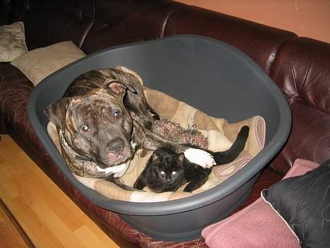 Amerikansk staffordshire terrier Dex Dexter billede 15