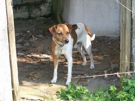 Dansk svensk gaardhund Kvik billede 1