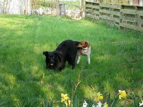 Dansk svensk gaardhund Kvik billede 2