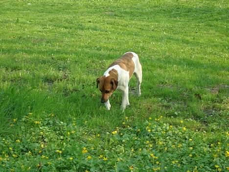 Dansk svensk gaardhund Kvik billede 3