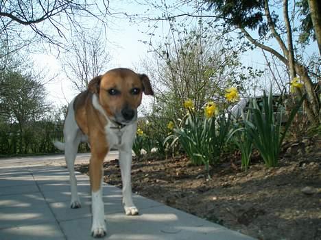 Dansk svensk gaardhund Kvik billede 4