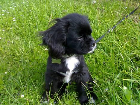 Blanding af racer "Simba" - Simba venter pænt på træningen går i gang billede 13