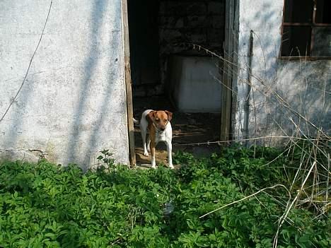 Dansk svensk gaardhund Kvik billede 5