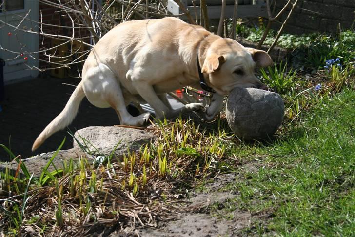 Labrador retriever Zazu - Vi leger også her:) billede 13