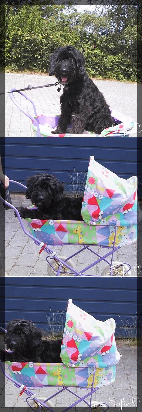 Blanding af racer <Pom Frida> -  En tur i barnevognen ? billede 18