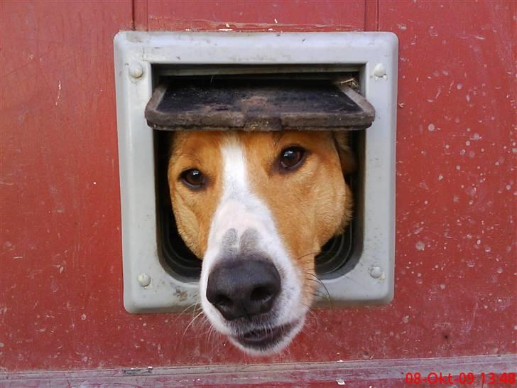 Blanding af racer bailey - Er altså ikke nemt når man ikke kan komme ud af kattelemmen! billede 1