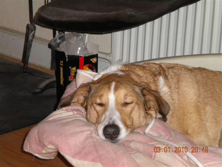 Blanding af racer bailey - Total magelig :-) billede 2