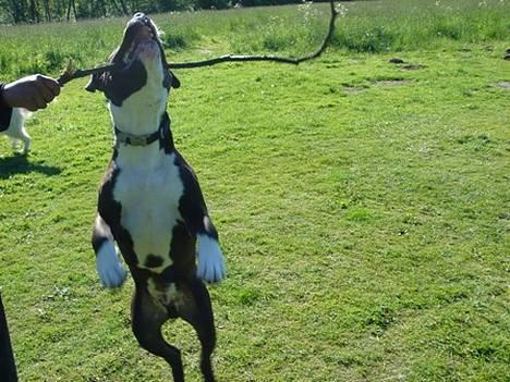 Amerikansk staffordshire terrier Kenzo billede 5