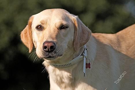 Blanding af racer Naja - Velkommen til min profil.. i må meeeget gerne stemme ;) billede 1