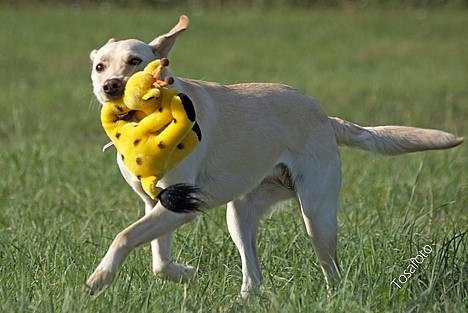 Blanding af racer Naja - Grrrr ryste-giraf billede 4