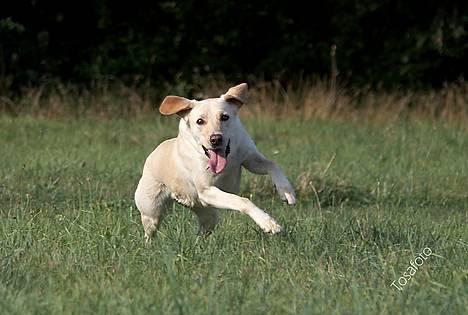 Blanding af racer Naja - Jeeeg haaar den billede 5