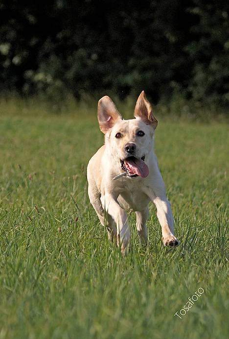 Blanding af racer Naja - Yes sir, det er min billede 6