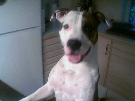 Blanding af racer Zoe - Her står hun klar til en godbid ved kogeø´en hos mine forældre billede 1