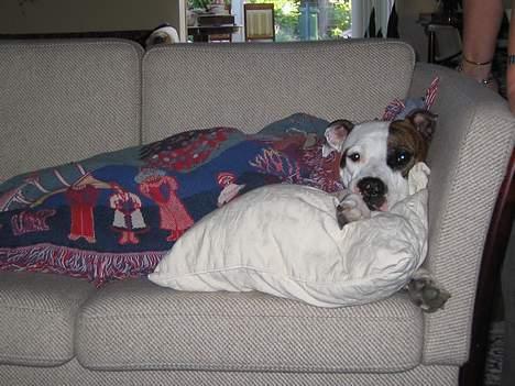 Blanding af racer Zoe - Her er hun i sofaen hos mine forældre billede 2