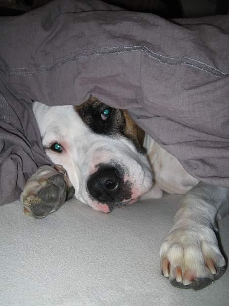 Blanding af racer Zoe - Zoe bryder sig ikke om at stå for tidligt op!  billede 3