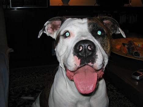 Blanding af racer Zoe billede 4