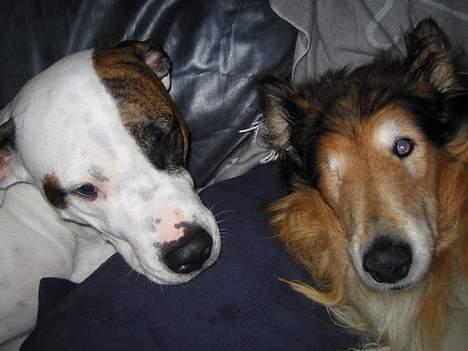 Blanding af racer Zoe - Whisky var Zoe´s bedste ven, han blev 13 år. billede 5