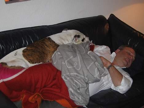 Blanding af racer Zoe - en ægte hyggehund, her med min far :) billede 6