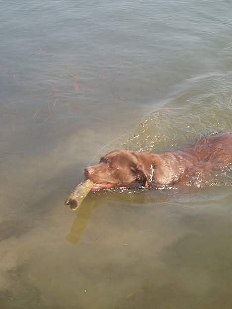 Labrador retriever Sepp - Turbo svømmer Sepp :P billede 10