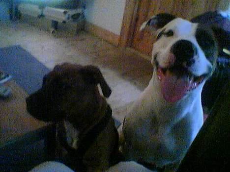 Blanding af racer Zoe - Her er hun med sin hvalp Homer  billede 7