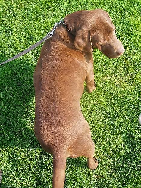 Labrador retriever Sepp - Sepp oppe fra ;D billede 11