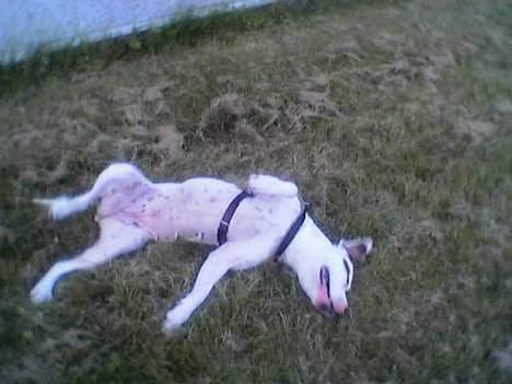 Blanding af racer Zoe - En god rulletur i græsset.  billede 8