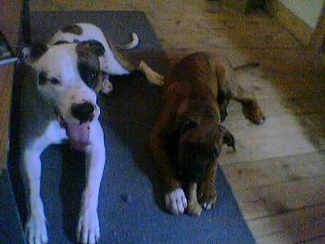 Blanding af racer Zoe - Her er hun med sin hvalp Homer billede 9