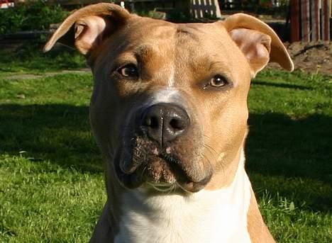 Amerikansk staffordshire terrier Alina billede 9