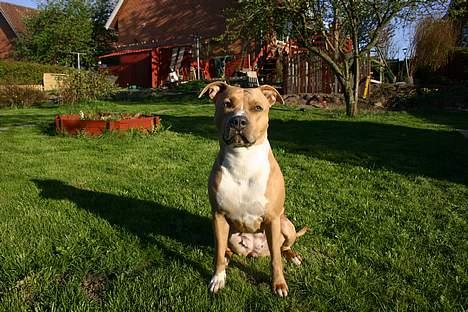 Amerikansk staffordshire terrier Alina - kan jeg ikke bare sidde flot billede 10