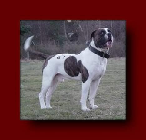 Amerikansk bulldog Herman -Sov godt skat-RIP billede 10