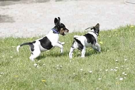 Dansk svensk gaardhund Riko - Riko jager bror jack billede 13