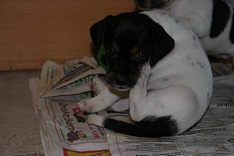 Dansk svensk gaardhund Riko - Foto Trine Christensen.dk billede 14