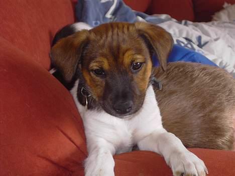 Dansk svensk gaardhund Quick billede 1