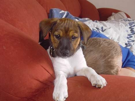 Dansk svensk gaardhund Quick billede 2