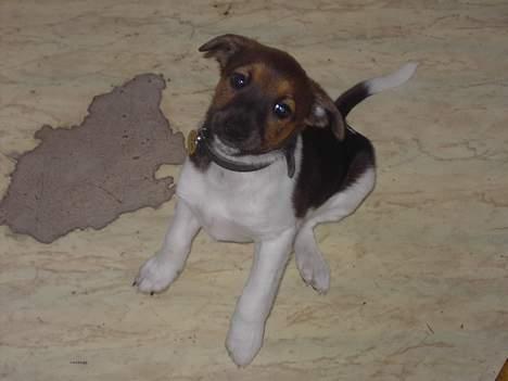 Dansk svensk gaardhund Quick billede 3