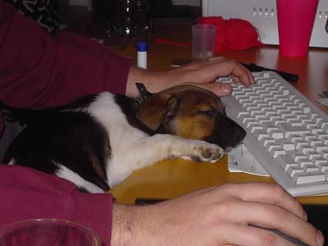 Dansk svensk gaardhund Quick billede 4