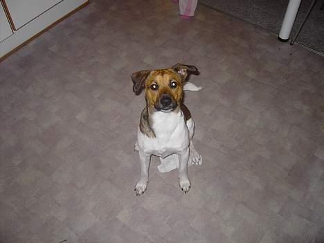 Dansk svensk gaardhund Quick billede 5