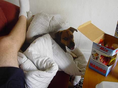 Dansk svensk gaardhund Quick billede 6