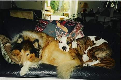 Blanding af racer Zoe - Her er hun igen med Whisky billede 10