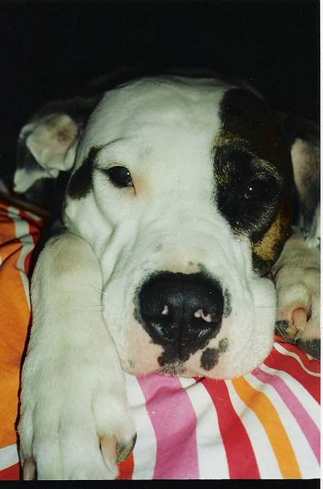 Blanding af racer Zoe billede 11