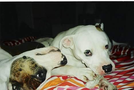 Blanding af racer Zoe - Her er hun med sin mor Cheeba som er ren amr. bulldog..  billede 12