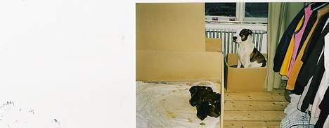 Blanding af racer Zoe - Her har hun taget en pause fra de 7 hvalpe og sat sig i aviskassen :) billede 13