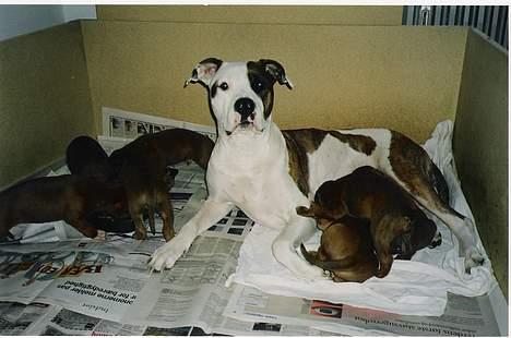 Blanding af racer Zoe - Her er hun med sine hvalpe.  billede 14