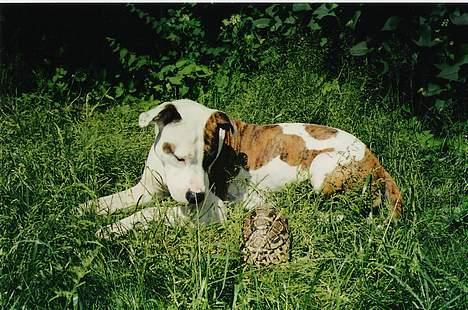 Blanding af racer Zoe - Her driller hun skildpadden.  billede 15