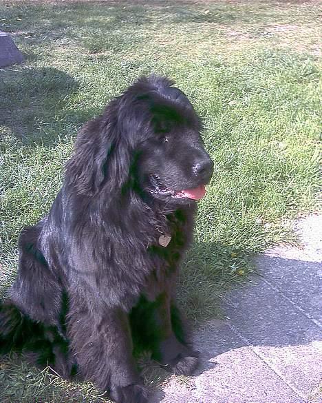 Newfoundlænder Emmely billede 1