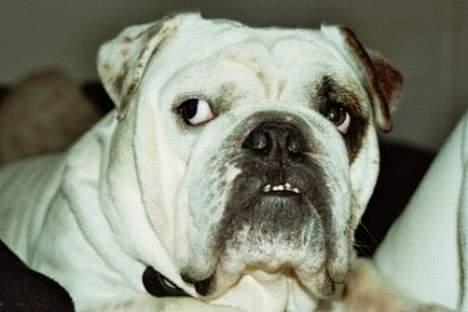 Engelsk bulldog Pac billede 1